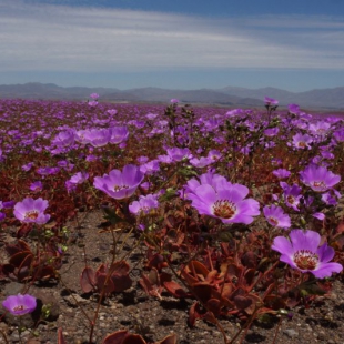 Cistanthe longiscapa